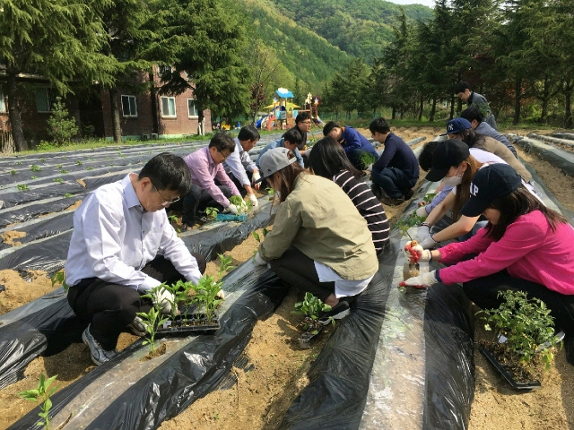  성심원 내 각종 모종(먹거리) 심기